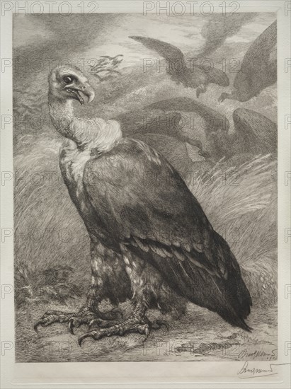 The Vulture, 1904. Creator: Félix Bracquemond (French, 1833-1914); Emil Dolot (Société des amis de l'estampes français).