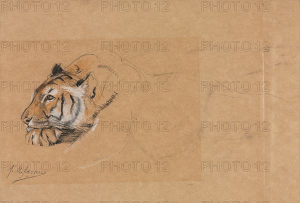 Tiger. Creator: John Macallan Swan (British, 1847-1910).