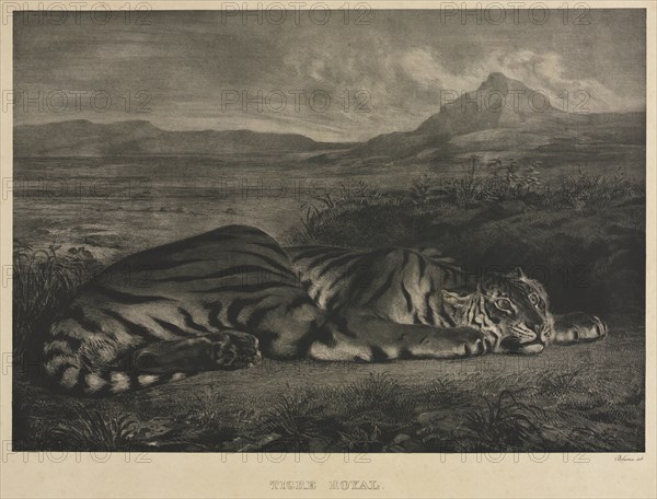 Tigre Royal, 1829. Creator: Eugène Delacroix (French, 1798-1863).