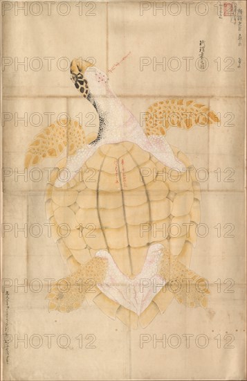 Tortoise, 18th century. Creator: Unknown.