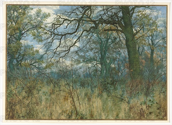 Trees and Undergrowth, 1885. Creator: Garden William Fraser (British, 1856-1921).
