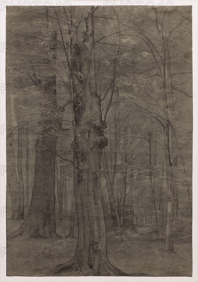 Trees. Creator: Leopold Bode (German, 1831-1906).