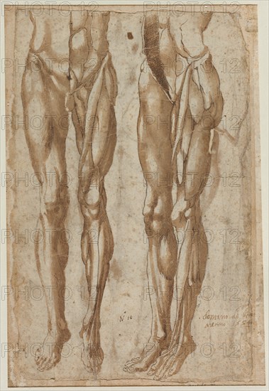 Two Studies of a Flayed Man (recto) Study of a Flayed Torso (verso), 1554. Creator: Bartolommeo da Arezzo (Italian, 1578).