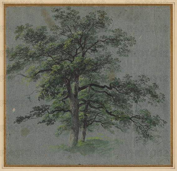 Two Trees (recto) Tree Studies (verso), first half 1800s. Creator: Johann Jacob Dorner (German, 1775-1852).