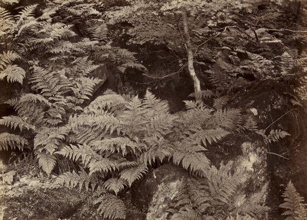 Untitled (Fern Study), late 1870s. Creator: Frank Meadow Sutcliffe (British, 1853-1941).