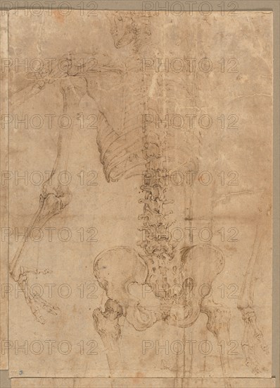 Upper Half of Skeleton from the Back, early 1540s. Creator: Battista Franco (Italian, c. 1510-1561).
