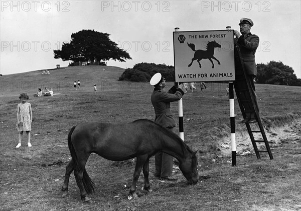 Beware of animals AA road sign in Lyndhurst, New Forest 1955. Creator: Unknown.