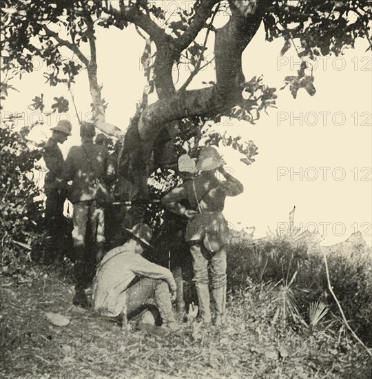 'Tree from which Captain Paget...Saw...San Juan Battle', Spanish-American War, June 1898, (1899). Creator: Burr McIntosh.