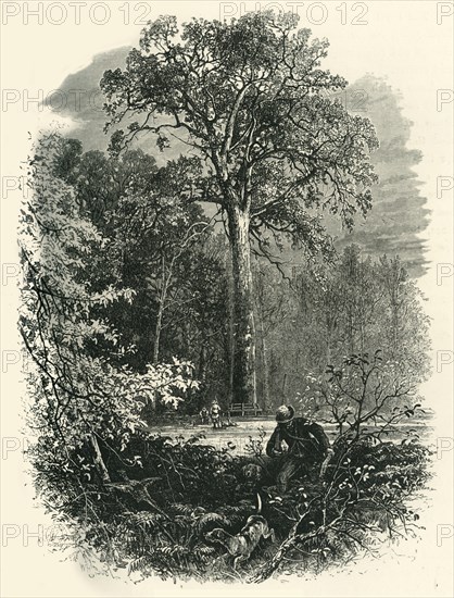 'The Victoria Oak, Windsor Forest', c1870.