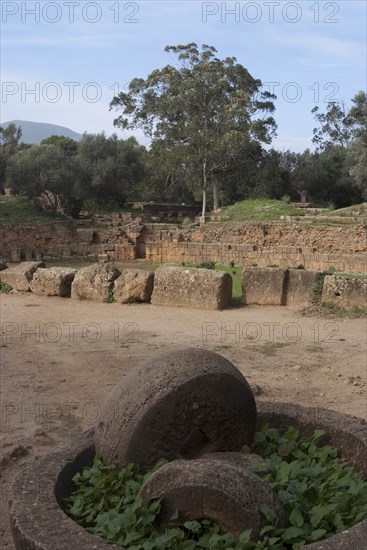 Algeria, Tipasa, Amph, Oil press