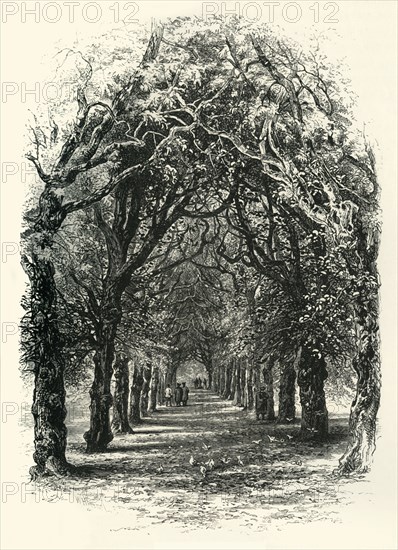 'The Lime Walk, Trinity', c1870.