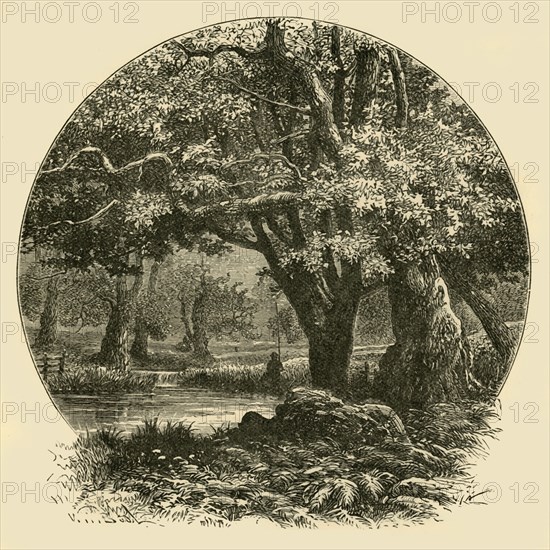 'Oaks at Bradgate', 1898. Creator: Unknown.