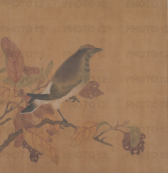 Bird on Branch. Creator: Unknown.