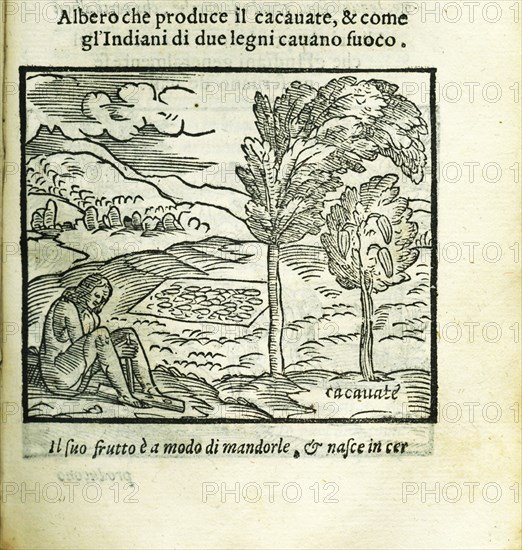 The cocoa tree. From Historia del Mondo Nuovo by Girolamo Benzoni, 1563. Creator: Anonymous.