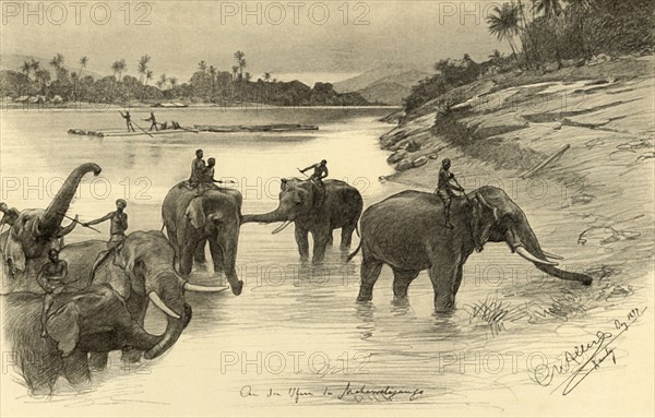 Elephants on the banks of the Mahaweli River, Ceylon, 1898. Creator: Christian Wilhelm Allers.