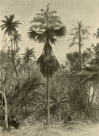 Talipot palm after flowering, Ceylon, 1898. Creator: Christian Wilhelm Allers.