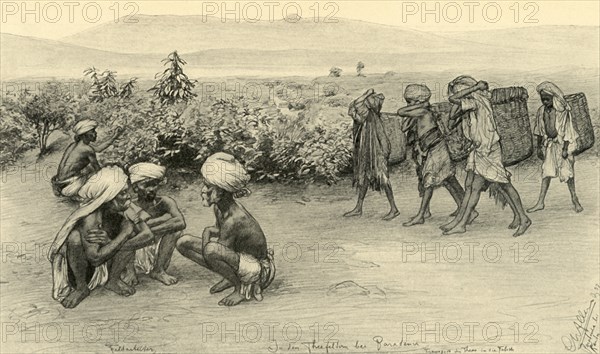 Tea pickers, Peradeniya, Ceylon, 1898. Creator: Christian Wilhelm Allers.
