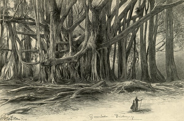 Giant trees in Buitenzorg, Java, 1898.  Creator: Christian Wilhelm Allers.