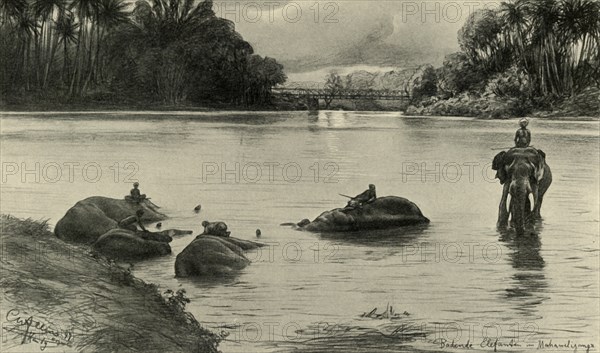 Elephants bathing in the Mahaweli river, Ceylon, 1898.  Creator: Christian Wilhelm Allers.