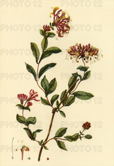 'Honeysuckle', 1777, (1944).  Creator: William Kilburn.