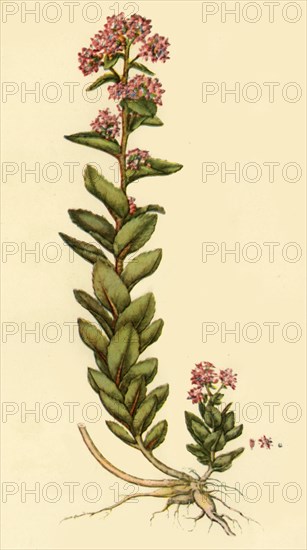 'Orpine', 1777, (1944). Creator: Unknown.