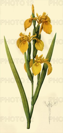 'Yellow Flag', 1808, (1944). Creator: Pierre-Joseph Redoute.