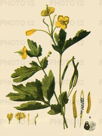 'Greater Celandine', 1839, (1944). Creator: Unknown.