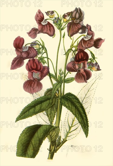 'Himalayan Balsam: Impatiens Glandulifera', 1840, (1944).  Creator: Unknown.