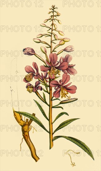 'Rosebay Willowherb', late 18th-early 19th century, (1944).  Creator: Unknown.