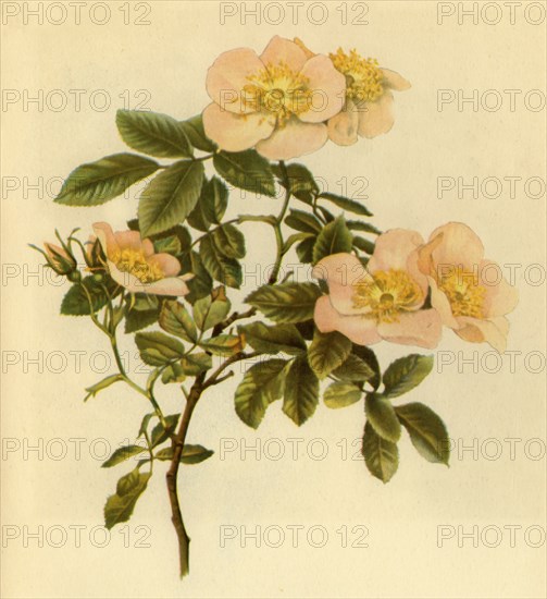 'Dog Rose', c1890-1908, (1944).  Creator: Alfred William Parsons.