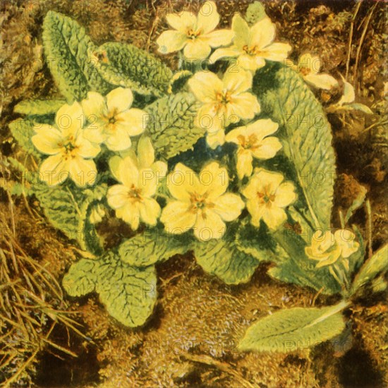 'Primroses', 1840s, (1944).  Creator: William Henry Hunt.