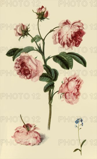 'Rosa Provincialis and Forget-Me-Not', c1680, (1946).  Creator: Alexander Marshal.