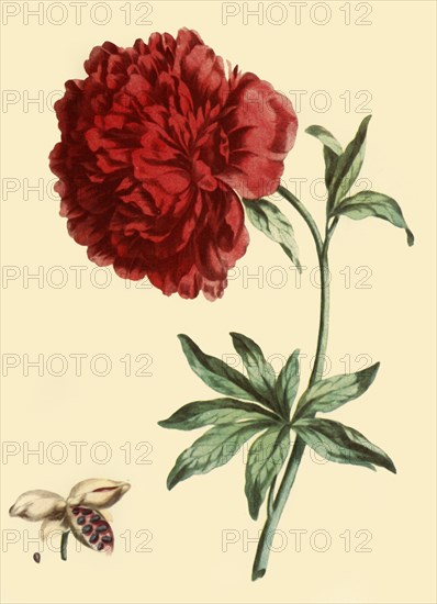 'Peony: Paeonia Faemina Flore Pleno Rubro Majore', 1769, (1946). Creator: John Edwards.