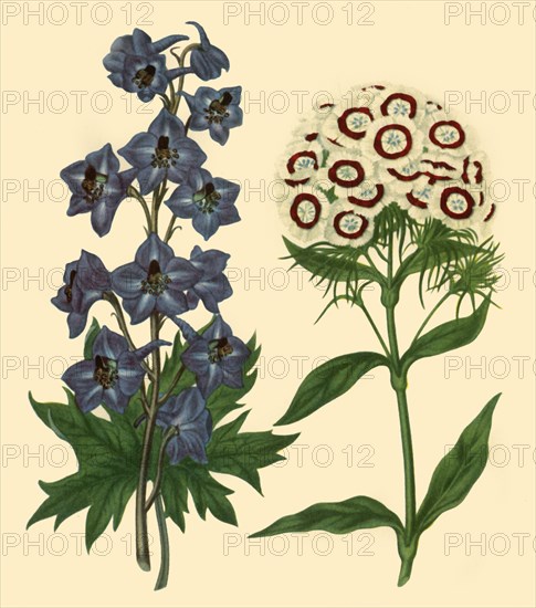 'Larkspur and Sweet William: Delphinium elatum and Dianthus barbatus', 1805, (1946). Creator: F Sansom.