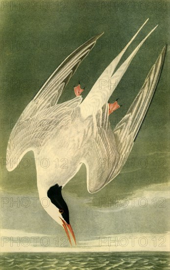 'Arctic Tern', 1835, (1942).  Creator: John James Audubon.