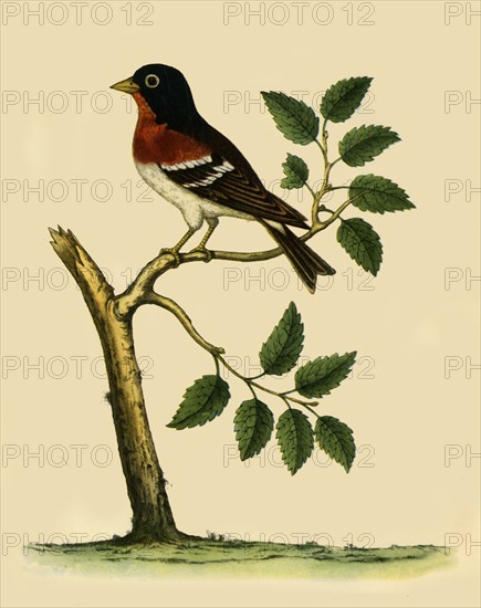 'Brambling', 1738, (1942).  Creator: Eleazar Albin.