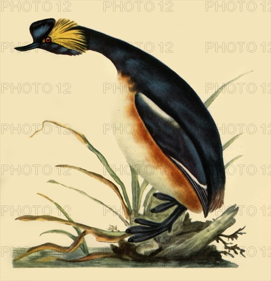 'Black-Necked Grebe', c1795, (1942).  Creator: Edward Donovan.