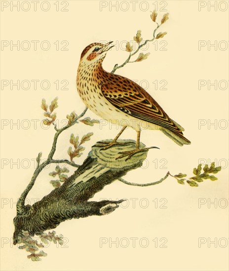 'Woodlark', 1821, (1942).  Creator: George Graves.