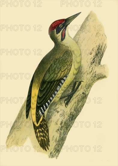 'Green Woodpecker', 1852, (1942).  Creators: Francis Orpen Morris, Richard Alington.