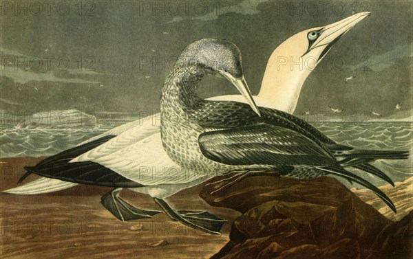 'Gannets', 1836, (1942)