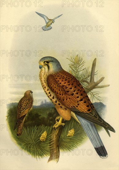 'Kestrel', 1862, (1942).  Creator: Joseph Wolf.