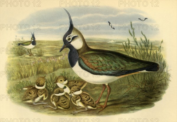 'Lapwing and Young', 1865, (1942). Creator: John Gould.