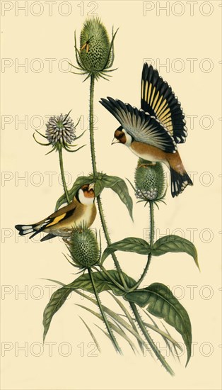 'Goldfinches', 1863, (1942).  Creator: John Gould.