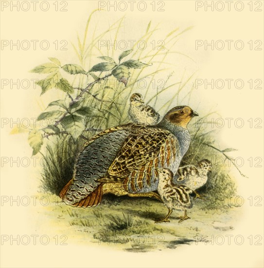 'Partridge and Chicks', 1877, (1942). Creator: Edward Neale.