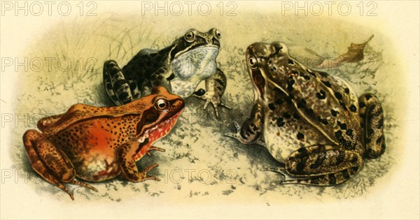 'Common Frogs', 1908, (1943). Creator: Unknown.
