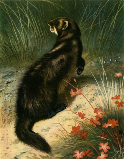 'Polecat', c1905, (1943).  Creator: Archibald Thorburn.