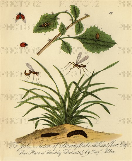 'Ladybird and Daddy-Long-Legs: Coccinella and Tipula oleracea', 1720, (1945). Creator: Halett.