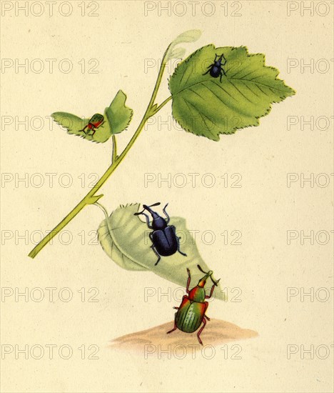 'Birch Weevils: Curculio betulae', 1794, (1945).  Creator: Edward Donovan.