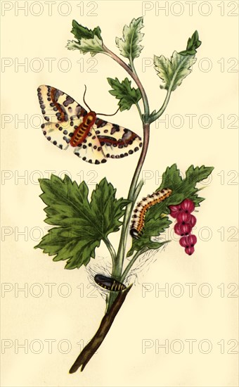 'Magpie or Currant Moth: Phalaena grossulariata', 1813, (1945).  Creator: Edward Donovan.