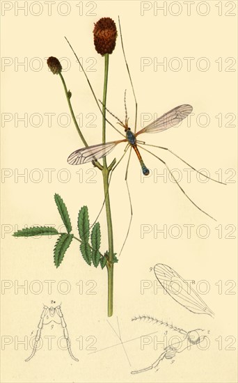'Crane-Fly: Tipula longicornis', 1834, (1945). Creator: John Curtis.